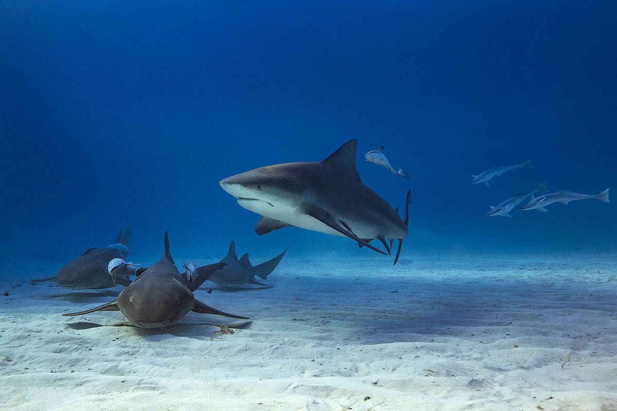Silky Sharks